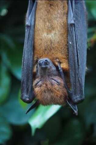 Cover of A Sleeping Flying Fox (AKA a Bat) Animal Journal