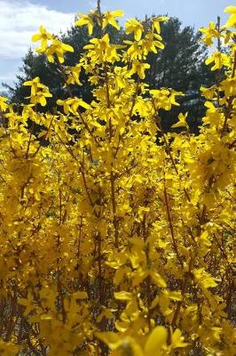 Cover of Journal Forsythia Bush Blue Sky Cloud Evergreen