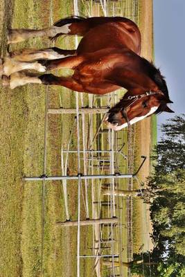 Book cover for A Beautiful Shire Draft Horse