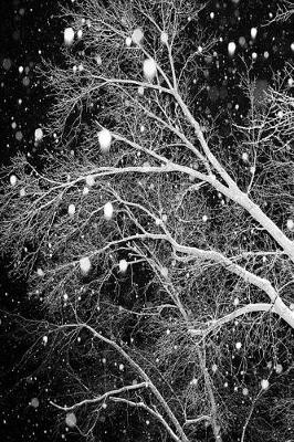 Cover of Journal Snow Among Branches