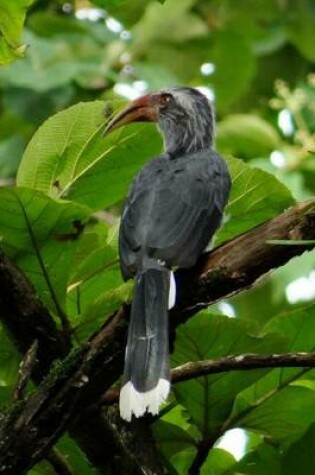 Cover of Malabar Grey Hornbill, Birds of the World