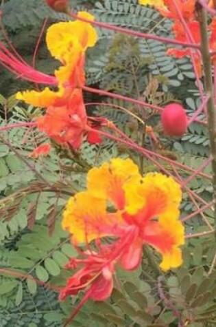 Cover of Dwarf Poinciana, for the Love of Flowers