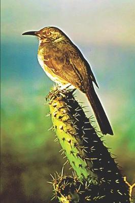 Book cover for Curve Billed Thrasher Bird on Cactus