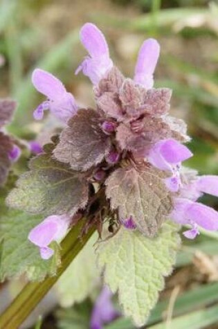 Cover of Website Password Organizer Dead Nettle Flowers