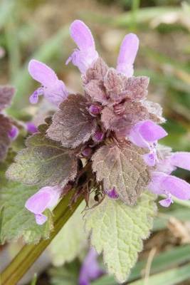 Book cover for Website Password Organizer Dead Nettle Flowers