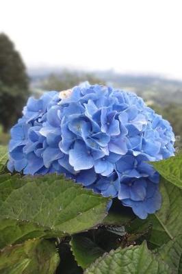 Book cover for Beautiful Blue Hydrangea Blossoms Spring Flower Journal