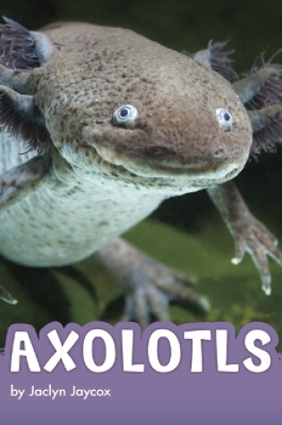 Cover of Axolotls