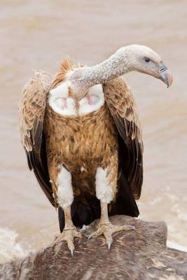 Book cover for Griffon Vulture in Africa Journal