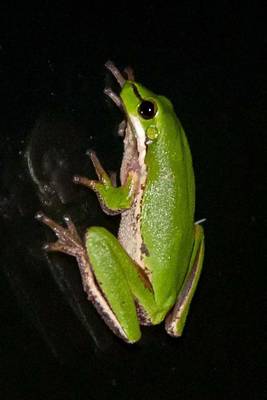 Book cover for Eastern Sedge Frog