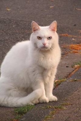 Book cover for White Domestic Shorthair Cat