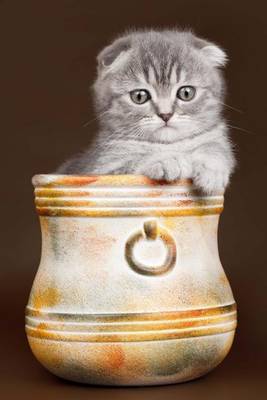 Book cover for Kitten in a Vase