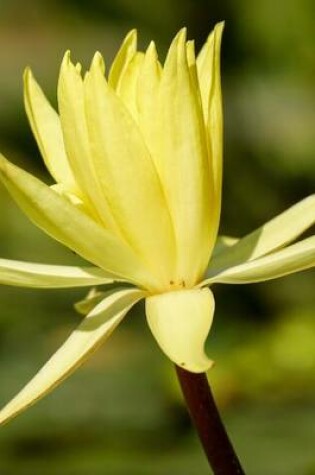 Cover of Water Lily Nuphar Lutea in Germany