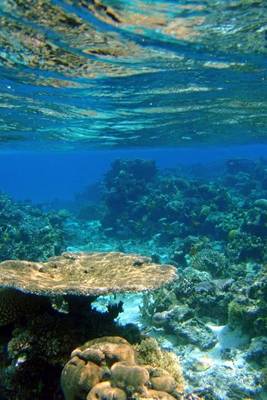 Book cover for Coral Reef in Fiji Journal