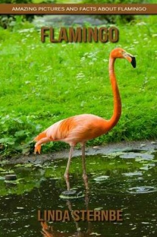 Cover of Flamingo