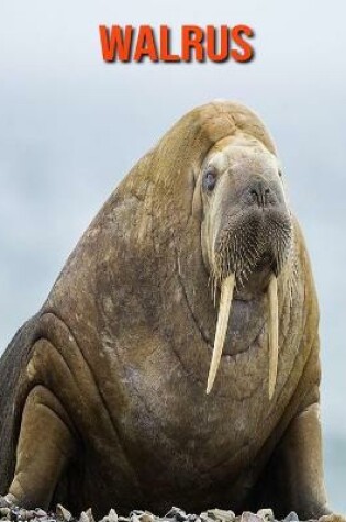 Cover of Walrus