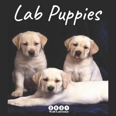 Book cover for Lab Puppies 2021 Wall Calendar