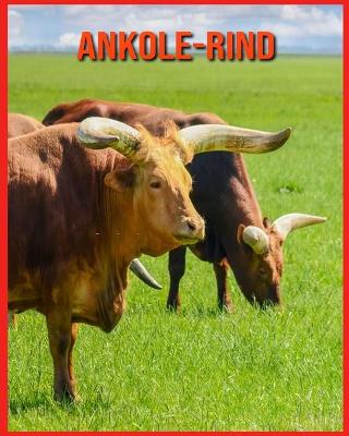 Book cover for Ankole-Rind