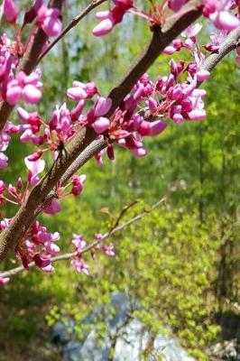 Cover of Spring Pink Tree Blossoms Journal