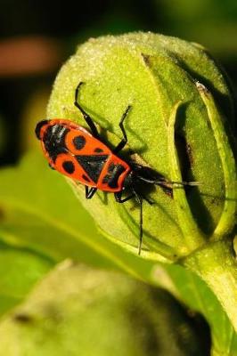 Book cover for Firebug Pyrrhocoris Apterus Journal