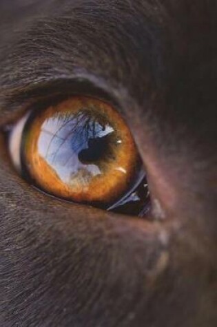 Cover of The Eye of a Chocolate Lab Labrador Retriever Dog Journal