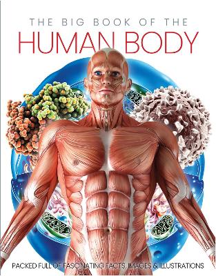 Book cover for The Big Book of the Human body