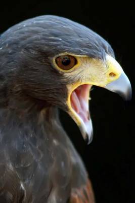 Book cover for Hawk Yawning (Birds of the World)