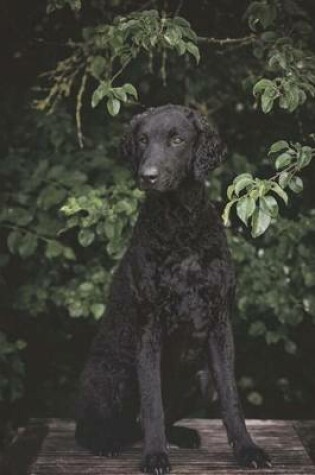 Cover of Curly-Coated Retriever