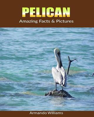 Book cover for Pelican