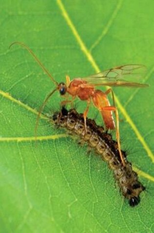 Cover of Insect Journal Wasp Gypsy Moth Caterpillar Entomology