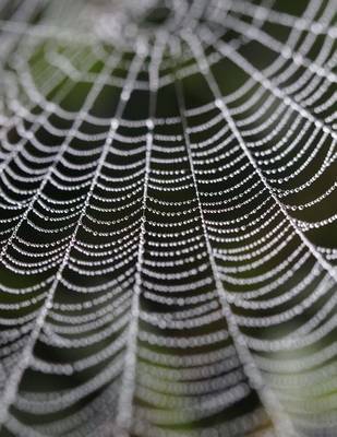 Book cover for Orb Spider Web, Jumbo Oversized