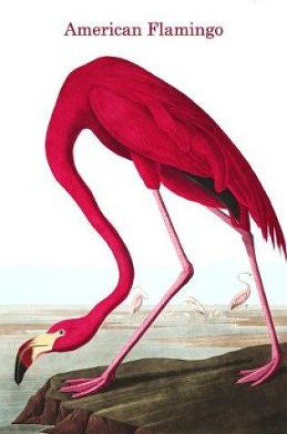 Cover of American Flamingo