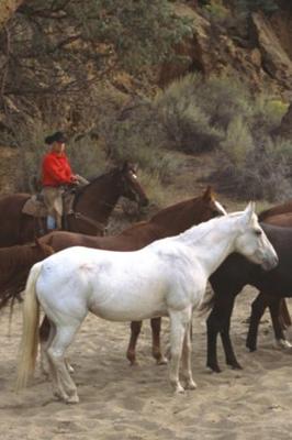 Book cover for 2020 Daily Planner Horse Photo Equine Cowboy Herd 388 Pages