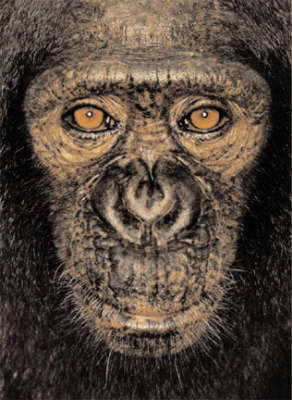Book cover for James and Other Apes