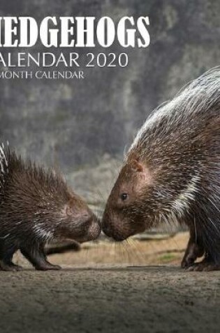 Cover of Hedgehogs Calendar 2020