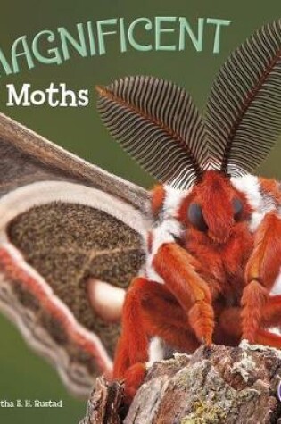 Cover of Magnificent Moths (Bugs are Beautiful!)