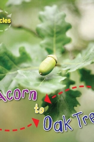 Cover of Acorn to Oak Tree