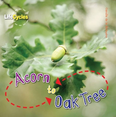 Book cover for Acorn to Oak Tree