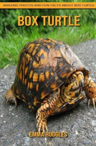 Cover of Box Turtle