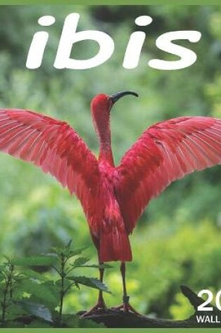 Cover of Ibis