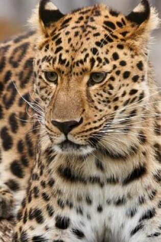 Cover of Website Password Organizer, Portrait of a Leopard