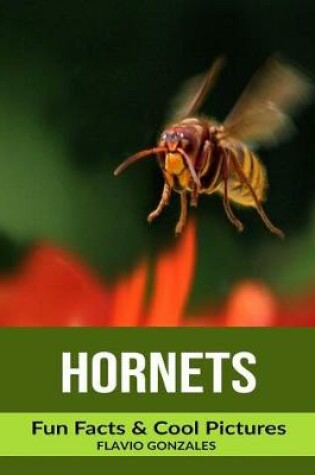 Cover of Hornets