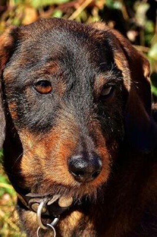 Cover of Cute Little Wire Haired Dachsund Profile Journal