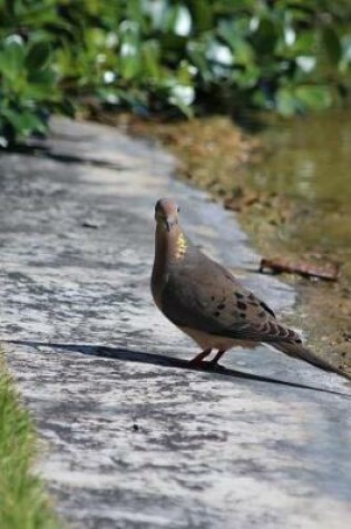 Cover of Common Ground Dove (Columbina Passerina) Journal