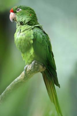 Book cover for Red Fronted Conure Parrot Journal