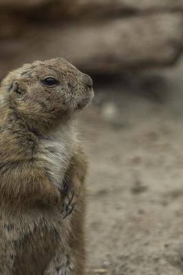 Book cover for Prairie Dog on Guard Duty