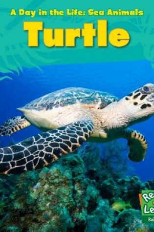 Cover of Sea Turtle