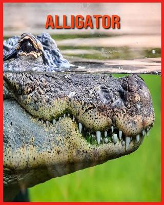 Book cover for Alligator