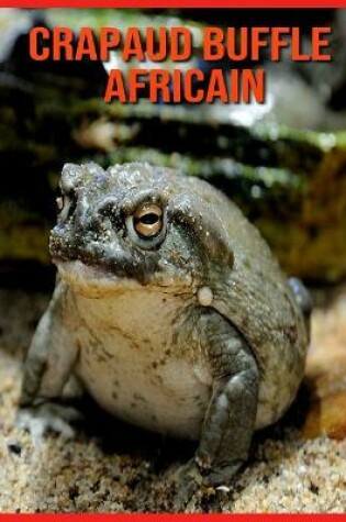 Cover of Crapaud Buffle Africain