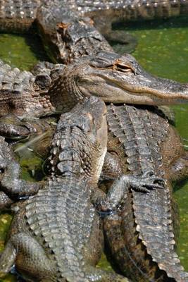 Book cover for American Alligator Pileup, for the Love of Animals