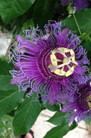 Cover of Beautiful Purple Passion Flower, for the Love of Flowers